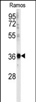 WB - U2AF1 Antibody (Center Y114) AP2802d
